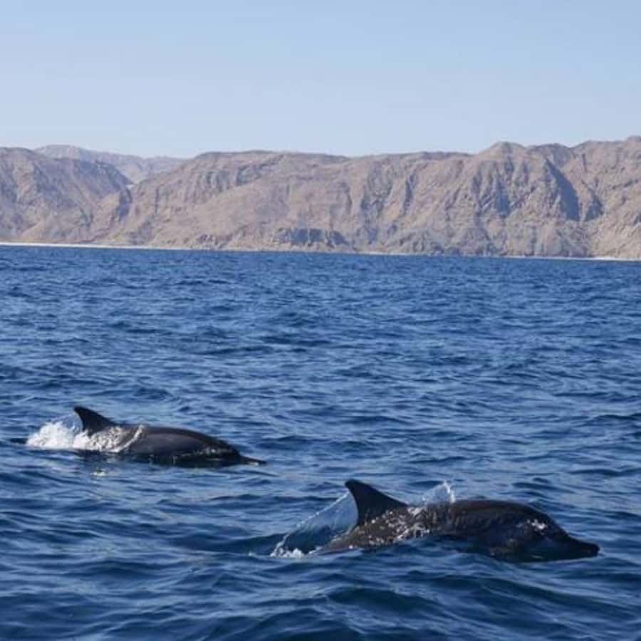 Muscat: Dolphin Watching Boat Trip with Snacks & Local Guide - Who will enjoy this trip most