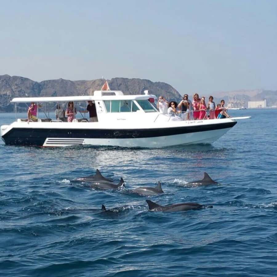 Muscat Dolphin Watching & Coastal Sightseeing Tour - Why the Dolphins Make This Muscat Trip Special