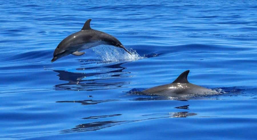 Muscat Dolphin Watching & Coastal Sightseeing Tour - Marina Bandar Al Rowdha and the Morning Start