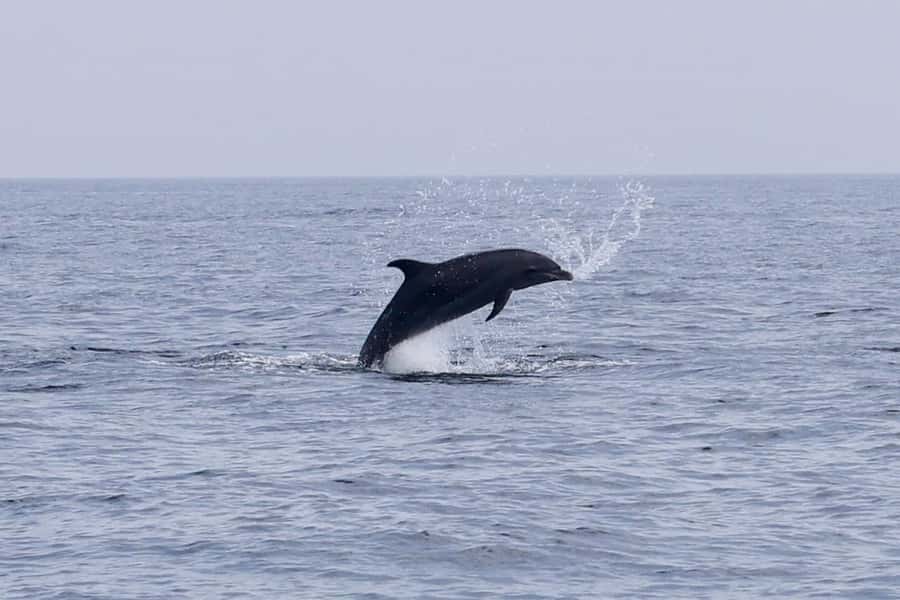 Muscat Dolphin Watching & Coastal Sightseeing Tour - A Few Smart Ways to Enjoy the Morning