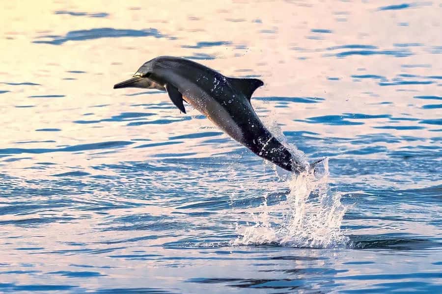 Muscat Dolphin Watching & Coastal Sightseeing Tour - The Van Ride Through Muscat