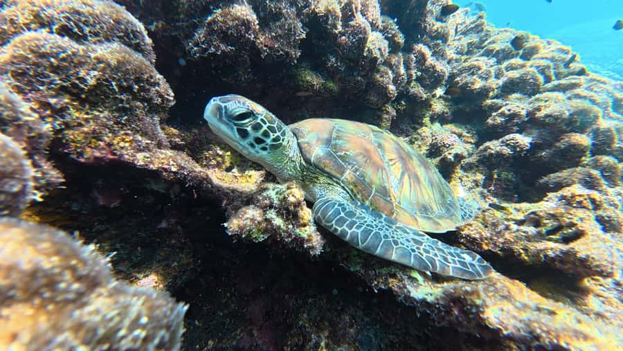 Muscat Oman: Snorkeling adventure to Daymaniyat Island - Key points to know