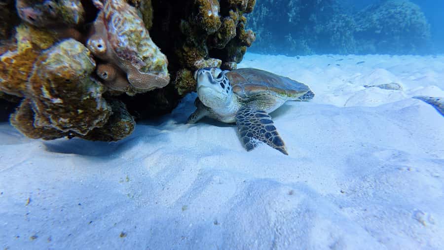 Muscat Oman: Snorkeling adventure to Daymaniyat Island - Leaving Al Mouj Marina at 8:30 AM
