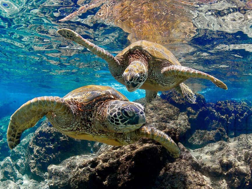 Muscat Oman: Snorkeling adventure to Daymaniyat Island - Lunch and the little comforts that matter