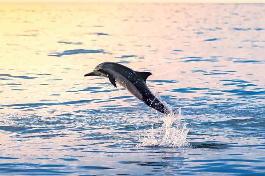 Muscat: Snorkeling and Dolphin Watching Tour - Leaving Marina Bandar Al Rowdha