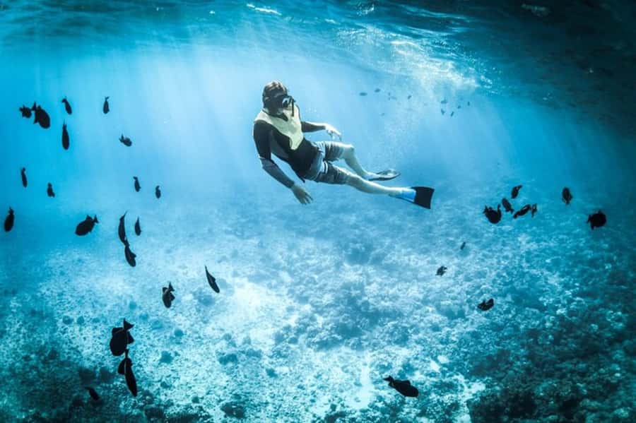Muscat: Snorkeling and Dolphin Watching Tour - Watching dolphins in their natural setting