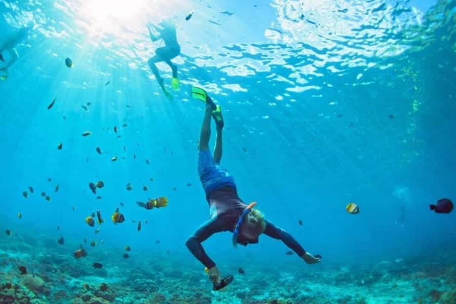 Muscat: Snorkeling and Dolphin Watching Tour - What the underwater stop can offer