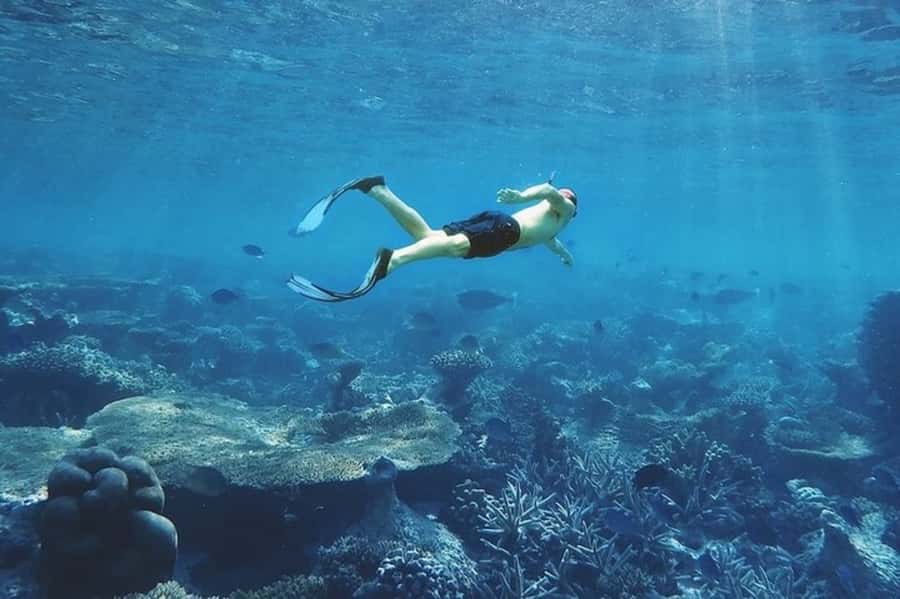 Muscat: Snorkeling and Dolphin Watching Tour - How the $50 price measures up