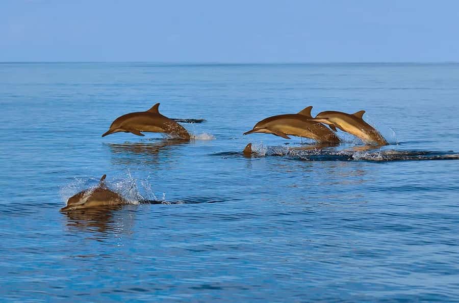 Muscat: Snorkeling and Dolphin Watching Tour - Who will enjoy this tour most