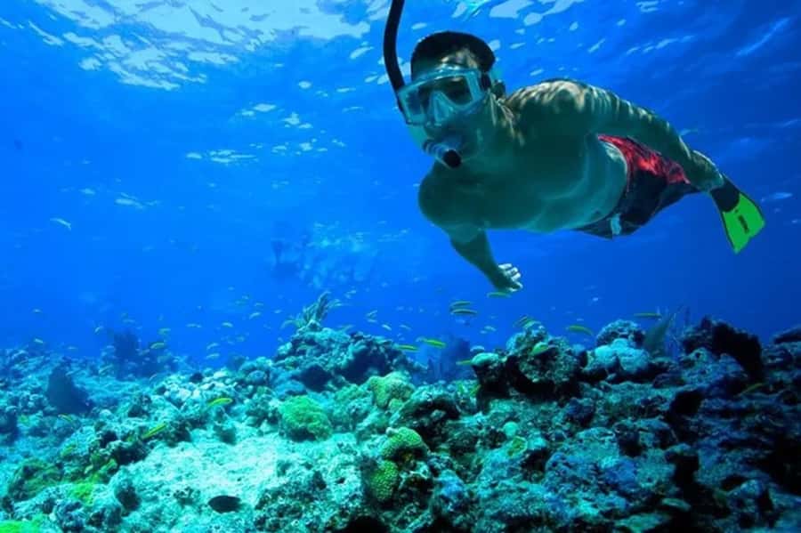Muscat: Snorkeling and Dolphin Watching Tour - What the feedback suggests about the experience
