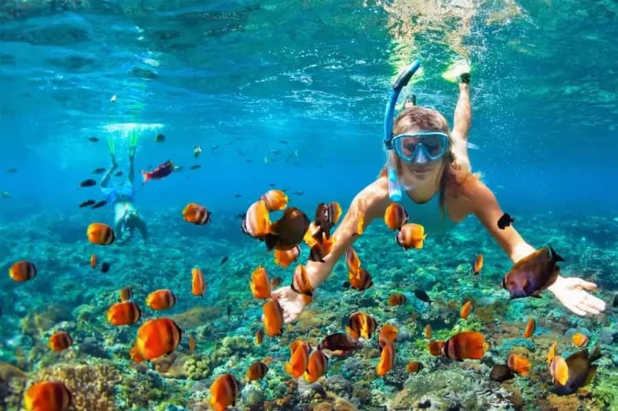 Muscat: Snorkeling and Dolphin Watching Tour - The three-hour boat trip around Muscat