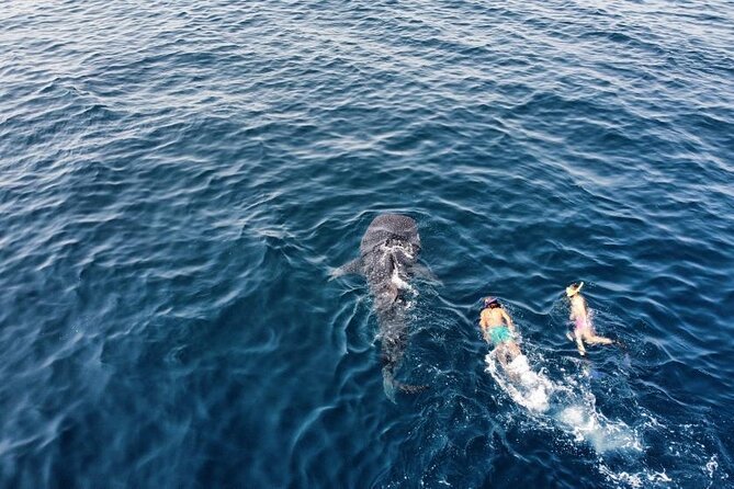 Muscat Snorkeling Trip to Daymaniyat Islands with BBQ lunch - Why Daymaniyat Islands are worth the boat ride