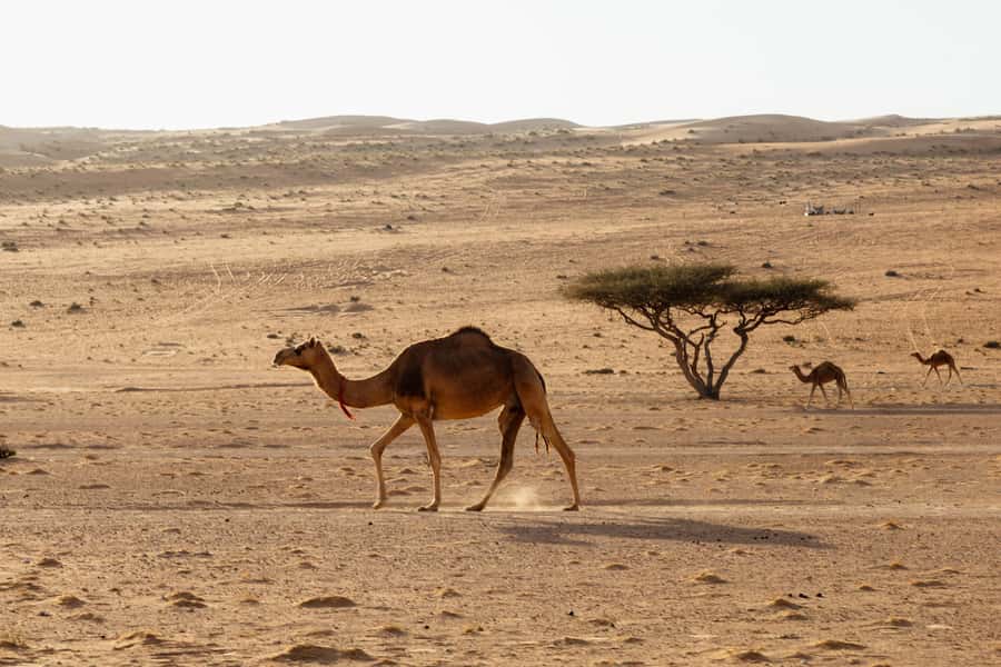Muscat: Wadi Bani Khalid Oasis & Oman Desert Tour - Local lunch near the wadi