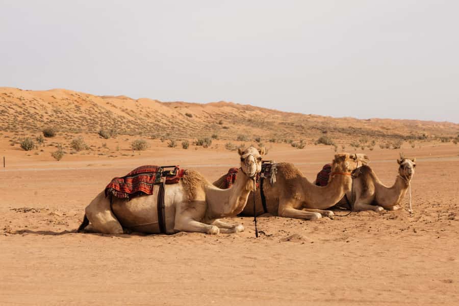 Muscat: Wadi Bani Khalid Oasis & Oman Desert Tour - Meeting Bedouin families in the desert