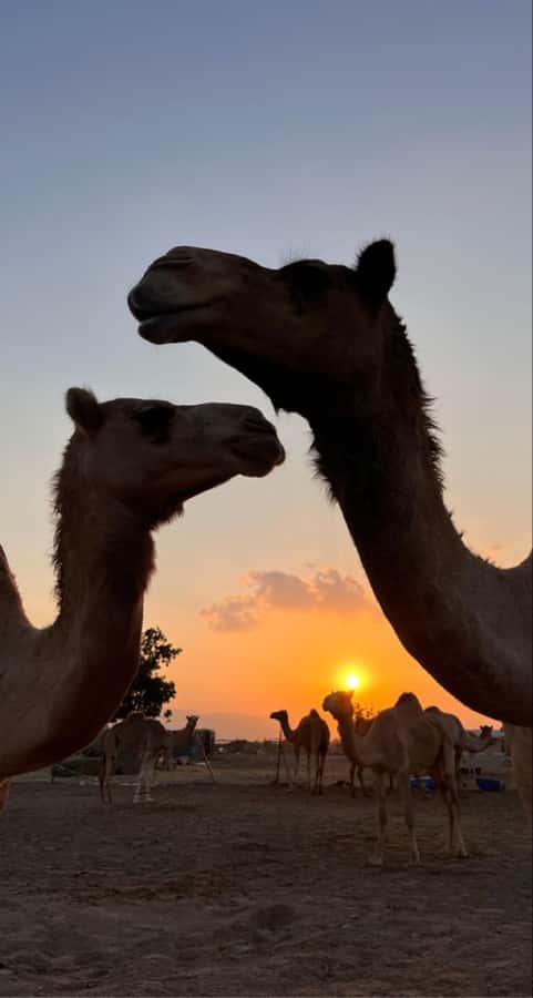Muscat: Wadi Bani Khalid & Sunset at Wahiba Sands - Should you book this Muscat day trip?