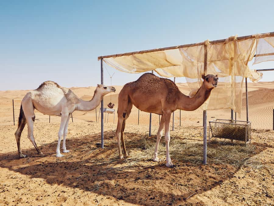 Muscat: Wahiba Sands Desert Sunset Tour with Dinner - The 4x4 Ride Across Wahiba Sands