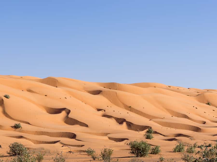 Muscat: Wahiba Sands Desert Sunset Tour with Dinner - Is $225 a Fair Price?