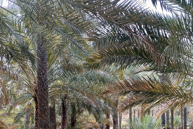 Old Nizwa authentic walks - Timing, meeting point, and practical details
