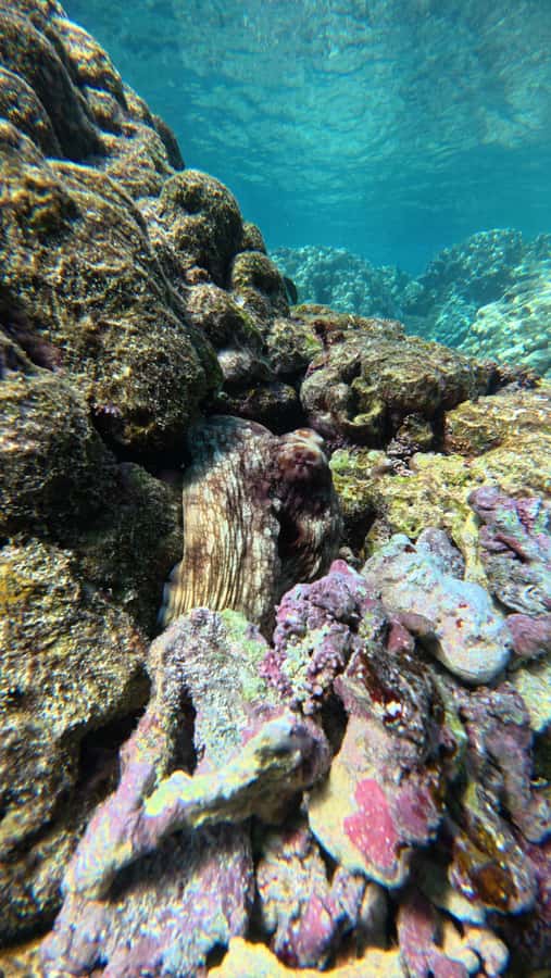 Oman: Daymaniyat Islands Visit and Snorkeling - Winter beach stop from November through April