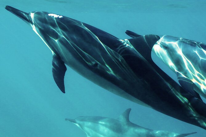Oman Dolphin Watching Tours - Key points to know before you book