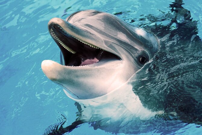 Oman Dolphin Watching Tours - The return ride and Muscat from the water