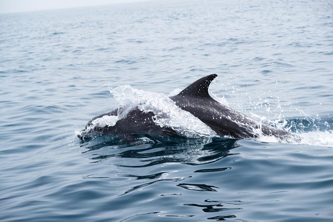 Oman Dolphin Watching Tours - Boat comfort, safety, and the heat