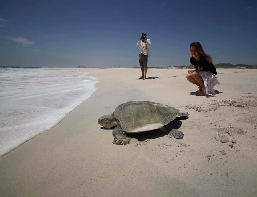 Oman: Jasmin Tour | 3 Days Private Package Tour - Sur and the night search for sea turtles
