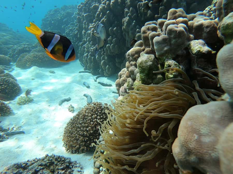 Oman: Snorkeling Trip at Daymaniyat Islands - Why the Daymaniyat Islands feel different