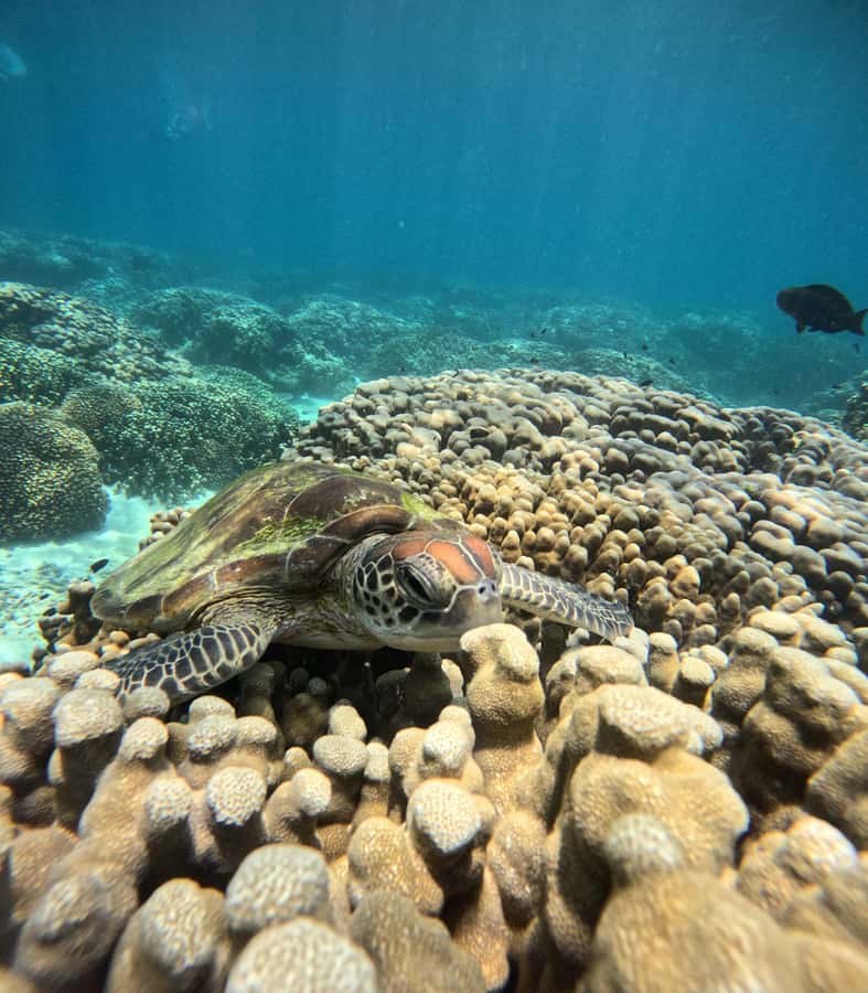 Oman: Snorkeling Trip at Daymaniyat Islands - Meeting the boat at 8:30 am