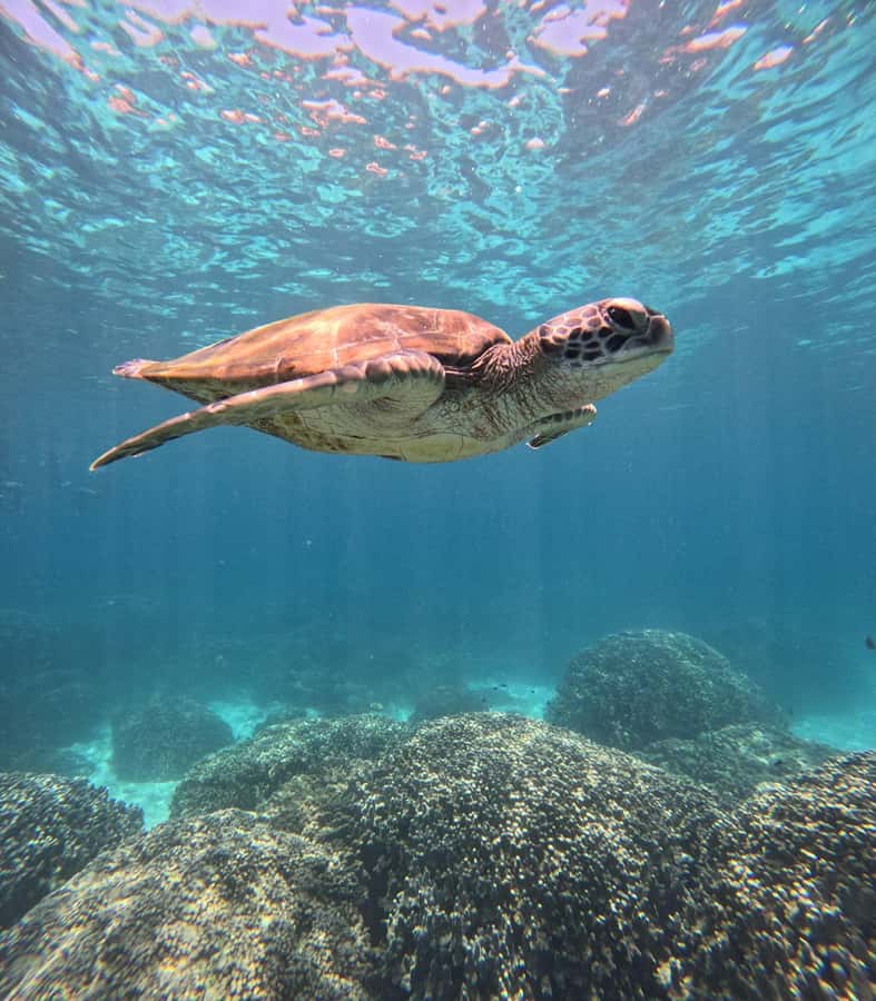 Oman: Snorkeling Trip at Daymaniyat Islands - Turtles, coral, and the pleasure of looking slowly