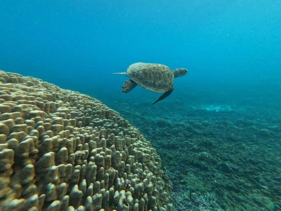 Oman: Snorkeling Trip at Daymaniyat Islands - Reaching the island mountain for the view