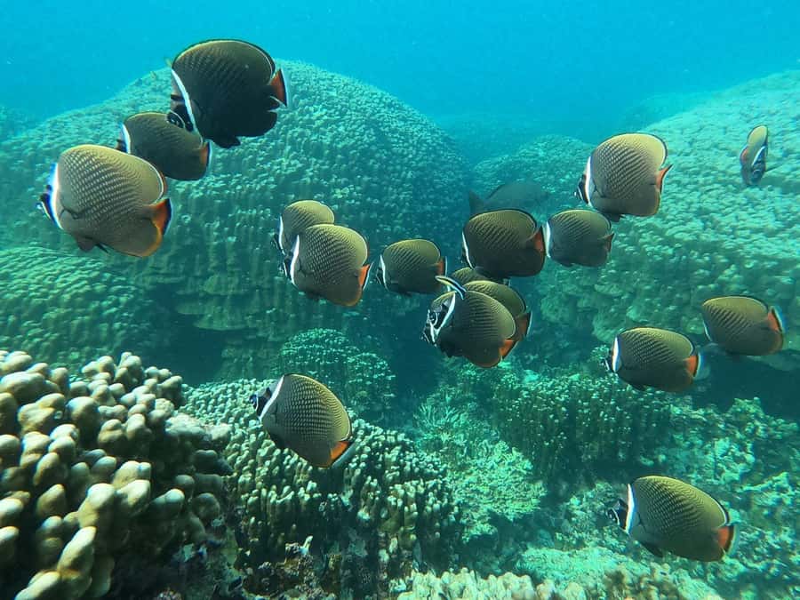 Oman: Snorkeling Trip at Daymaniyat Islands - What to pack for a practical morning