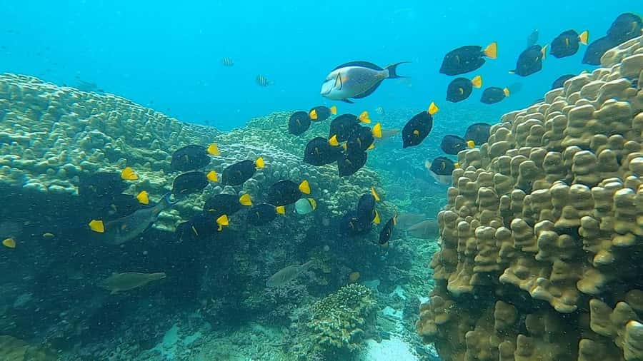 Oman: Snorkeling Trip at Daymaniyat Islands - Who should book this Daymaniyat trip?