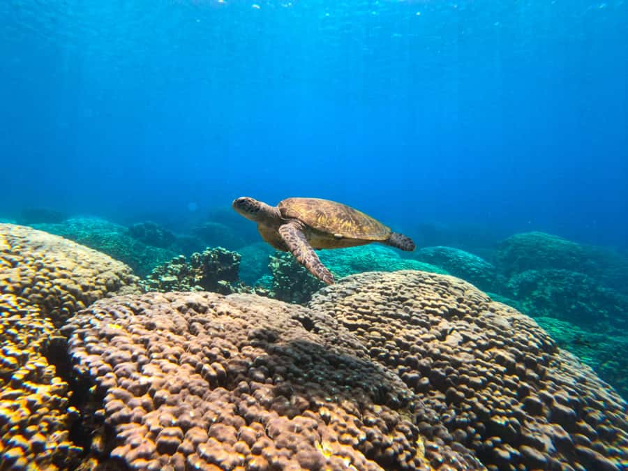 Oman: Snorkeling Trip at Daymaniyat Islands - Reaching the first snorkeling spot