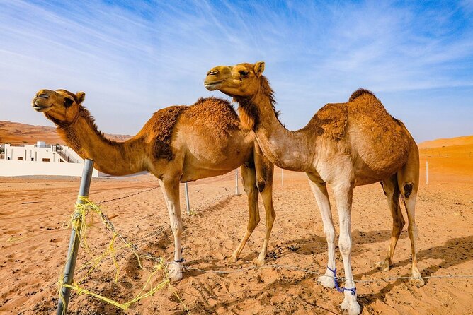 Private 2 Days 1 Night Wahiba Sands Desert and Wadi Bani Khalid Tour - Arabian Oryx Camp after dark