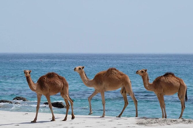 Private Caribian Orient (Swiming in Fazayeh Beach ) - Why Fazayah Beach is worth the long ride