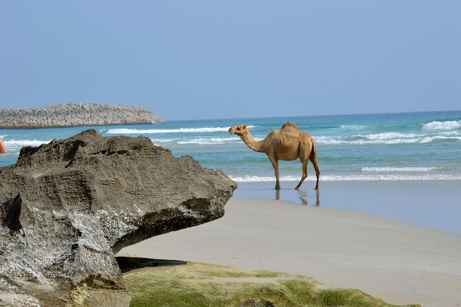 Private Caribian Orient (Swiming in Fazayeh Beach ) - Al Mughsail Beach and the western shore