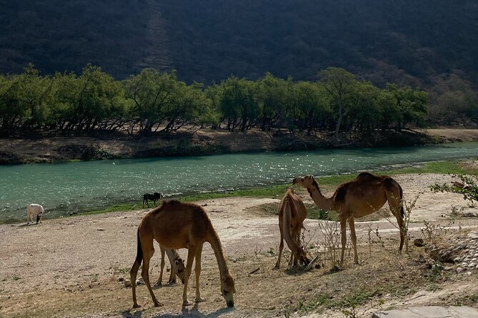 Private Full-Day East Oman Tour from Salalah with Lunch - The Anti Gravity Point is fun, but keep your doubts handy