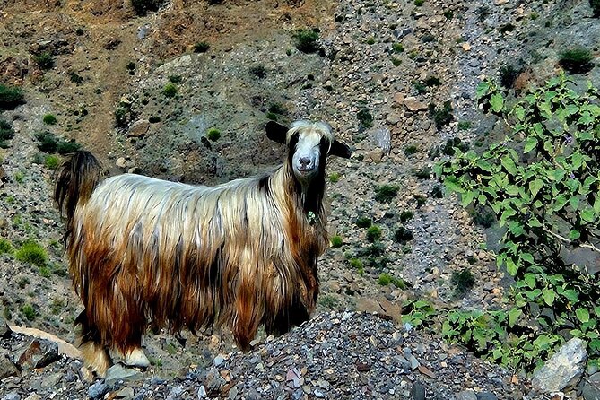 Private Full-Day Jebel Akhdar-Al Suwjara Village Tour - Wadi Bani Habib and the walnut orchards
