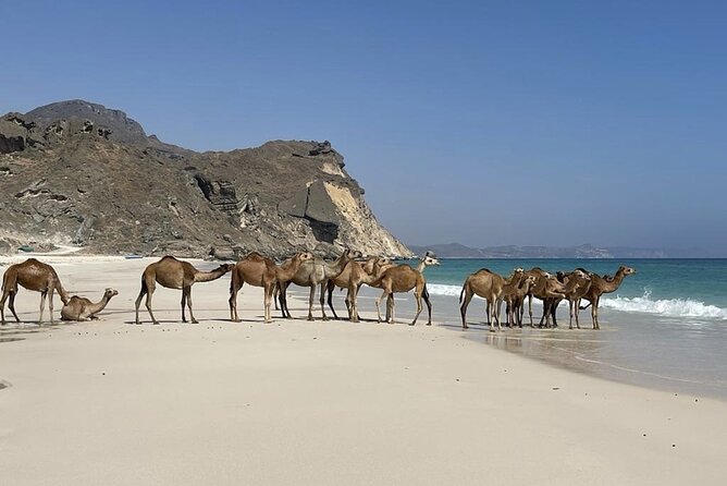 Private Guided Tour to West Beaches of Salalah - Mughsail Lagoon and the flamingo stop
