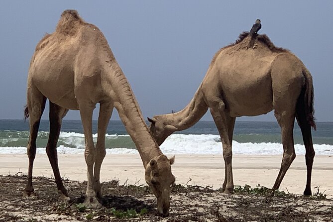 Private Guided Tour to West Beaches of Salalah - A frankincense tree in its natural setting