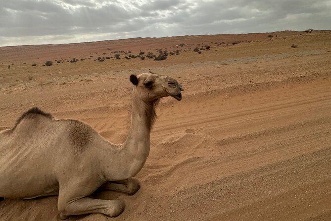 Private Safari tour and Wadi in 4x4 with a local guide - The one-hour move from wadi to desert