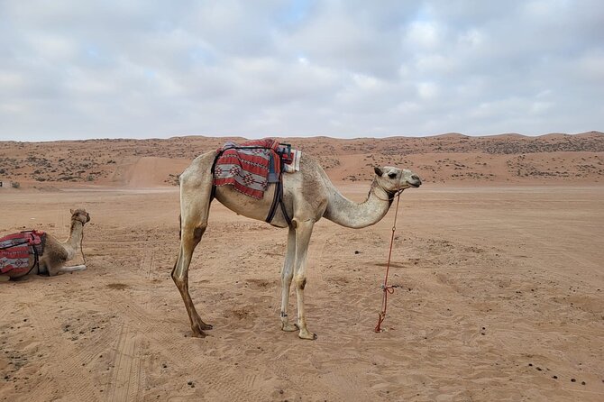 Private Safari tour and Wadi in 4x4 with a local guide - Who will enjoy this outing most?