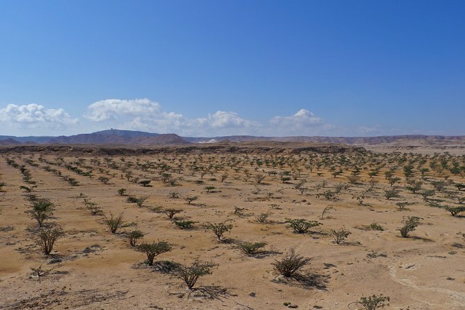 Private tour - Empty Quarter desert adventure - Wadi Dawka + Ubar - Wadi Dawka, where frankincense still grows