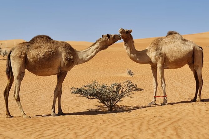 Private Transfer from Muscat to Wahiba Sand Desert by 4WD Vehicle - The ride from Muscat toward Wahiba Sands