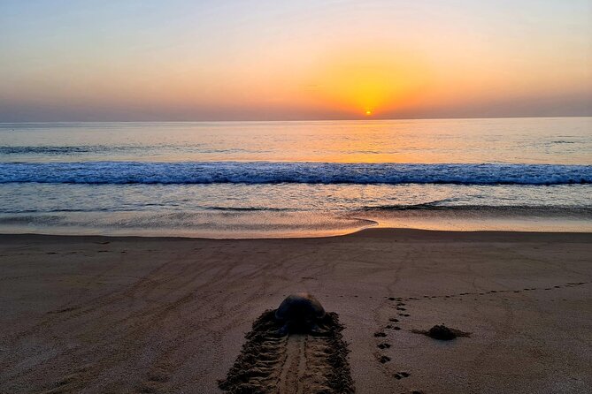 Private Wadi Shab - Ras Al Hadd Overnight - 2 Days Tours - Ras Al Jinz after dark