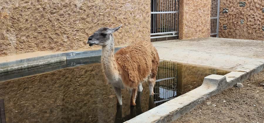 Safari World Zoo and Wahiba Sands with Sunset - The guides are a major part of the value