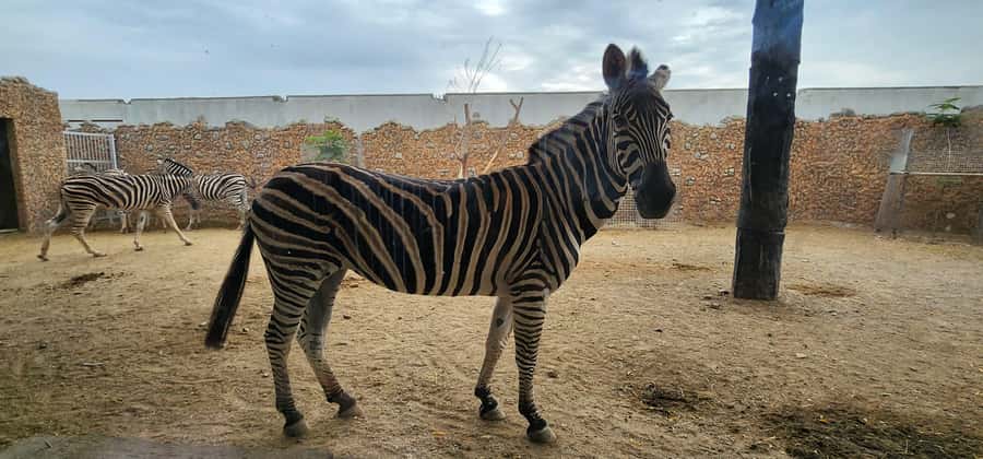 Safari World Zoo and Wahiba Sands with Sunset - Is $100 a fair price?