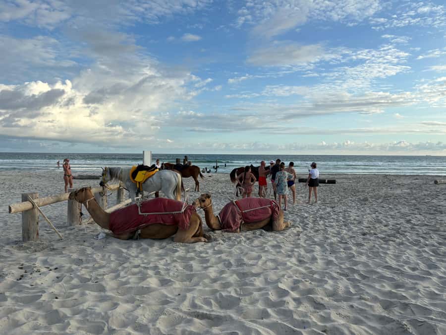 Salalah: Camel Riding on the Beach - Who should book this beach ride?