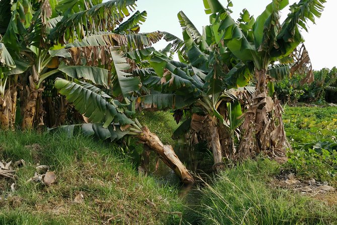 Salalah City private tour - all-inclusive sightseeing tour - What private touring changes